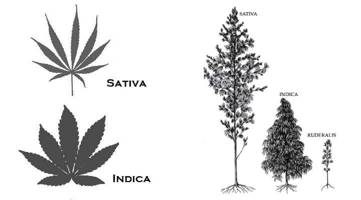 Indica Sativa