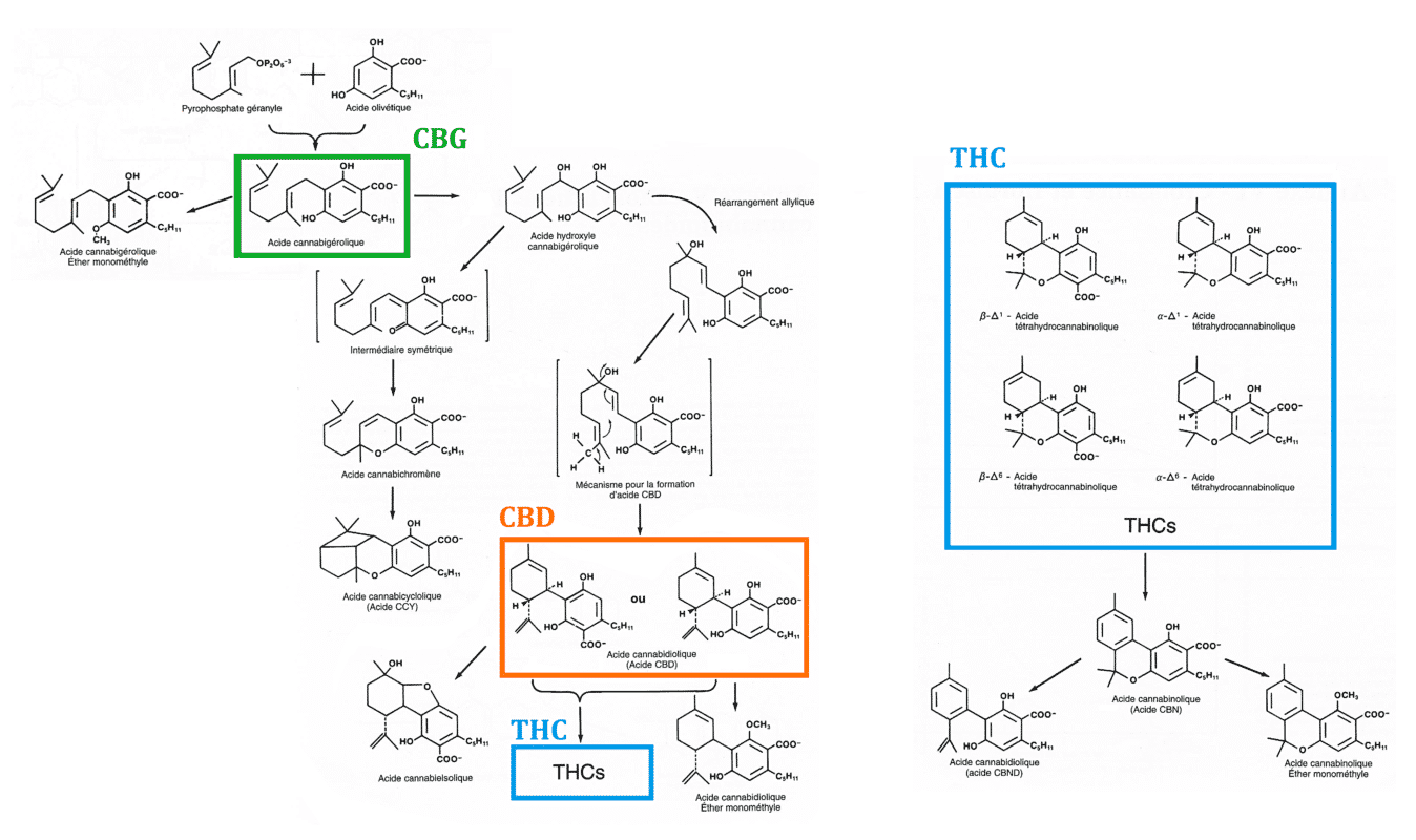 Cannabidiol