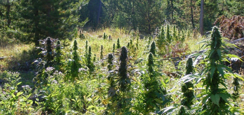 floraison du cannabis