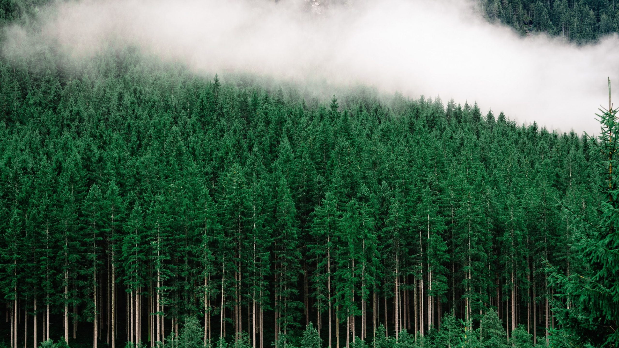 pinène terpène du cannabis