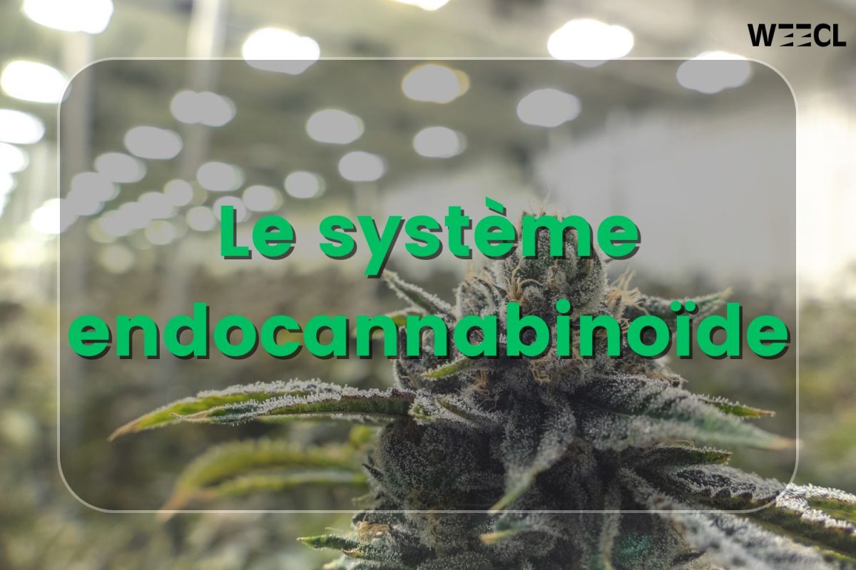 endocannabinoide