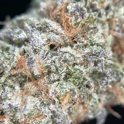 alt="Fleur CBD Dark Saphir en gros plan – têtes compactes et résineuses"